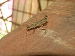 Liturgusa