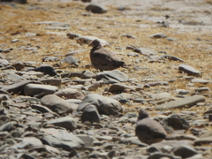 Metriopelia melanoptera