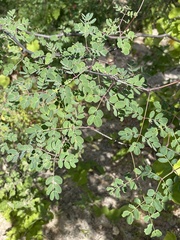 Erythrostemon pannosus