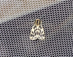 Ardices curvata