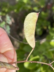 Erythrostemon pannosus