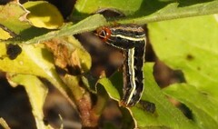 Spodoptera eridania