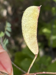 Erythrostemon pannosus