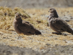Metriopelia melanoptera