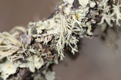 iNaturalist observation photo of Oakmoss