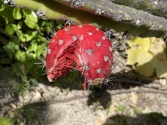 Stenocereus gummosus