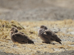 Metriopelia melanoptera
