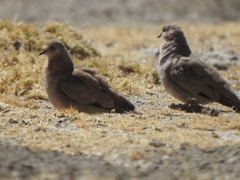 Metriopelia melanoptera