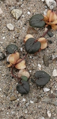 Dioscorea fastigiata
