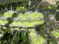 Stenocereus gummosus