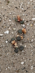 Dioscorea fastigiata