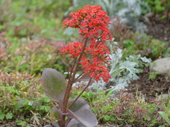 Kalanchoe