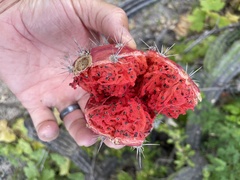 Stenocereus gummosus