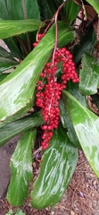 Ardisia crenata