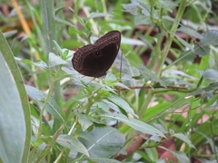 Satyrinae