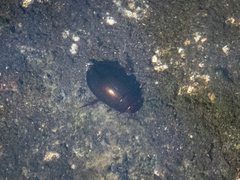 Agabinae