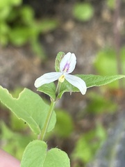 Carlowrightia arizonica