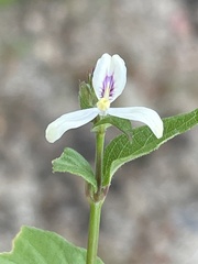 Carlowrightia arizonica
