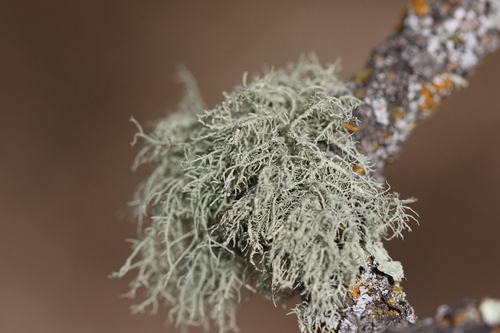 iNaturalist observation photo of beard lichens