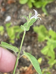 Carlowrightia arizonica