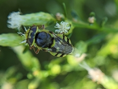 Hedriodiscus truquii