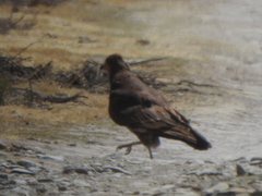 Daptrius megalopterus