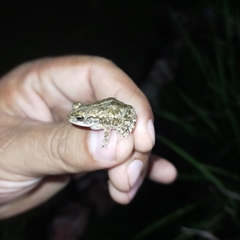 Incilius mazatlanensis