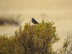 Geospizopsis unicolor