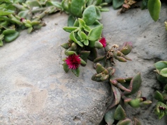 Mesembryanthemum cordifolium