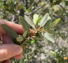 Quercus cornelius-mulleri