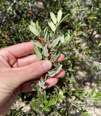 Quercus cornelius-mulleri