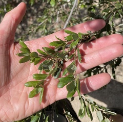 Quercus cornelius-mulleri