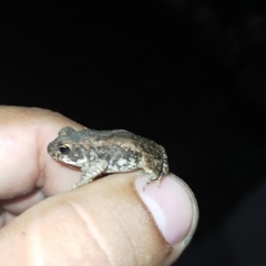 Incilius mazatlanensis