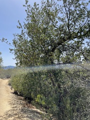 Quercus cornelius-mulleri