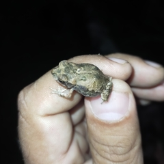 Incilius mazatlanensis