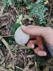 Hemiphaga novaeseelandiae