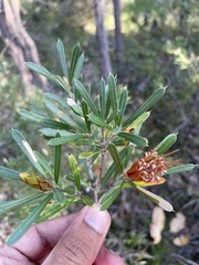 Lambertia formosa