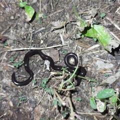 Indotyphlops braminus