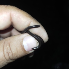 Indotyphlops braminus