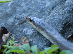 Euprepiophis conspicillata