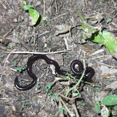 Indotyphlops braminus