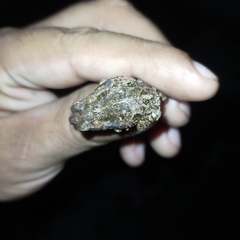Incilius mazatlanensis
