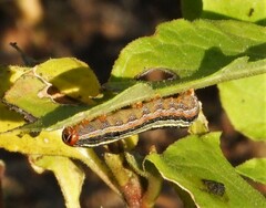Spodoptera eridania