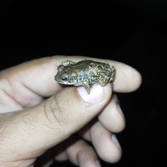 Incilius mazatlanensis