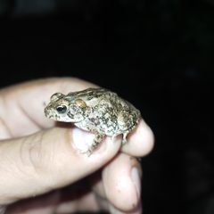 Incilius mazatlanensis