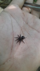 Cryptothele sundaica