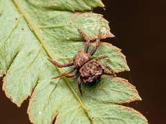 Boliscus tuberculatus