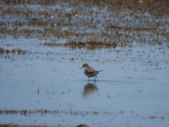 Calidris