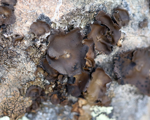 iNaturalist observation photo of Emery Rocktripe Lichen