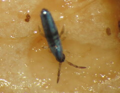 Lepidocyrtus paradoxus